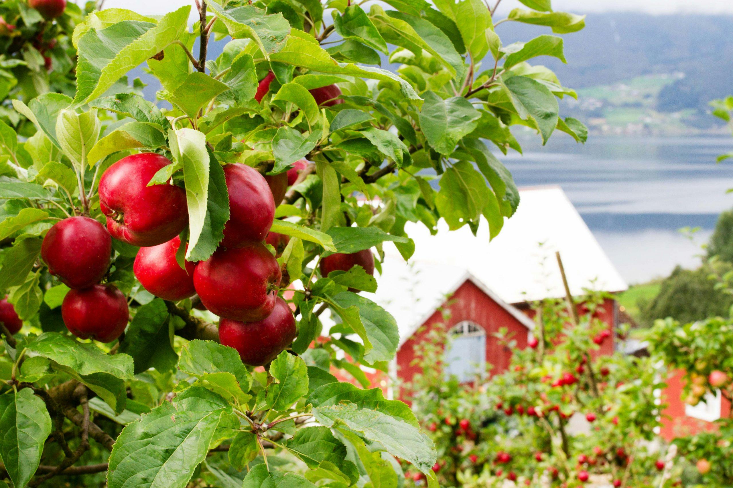 gardsbrenneriet eplehage 160920 001